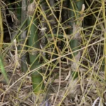 Buy Bambusa bambos, moongil, kattu moongil, Bamboo - Live plant 
online shopping for sale