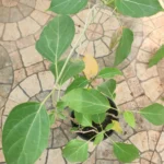 Buy Sneeze Wort, Green Milkweed Climber, wattakaka volubilis, 
perunkurinjan, பெருங்குறிஞ்சான் - 
Live plant online shopping for sale