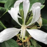 Buy nattu vellai mantharai, Bauhinia purpurea var white - live 
plant online shopping for sale