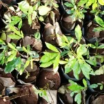 Buy Cadaba trifoliata - Live Plant Online Shopping for Sale