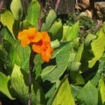 Buy Canna indica, manivazhai, kalvazhai, kalvalai, 
கல்வாழை - Live plant online shopping for sale