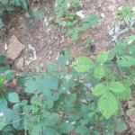 Buy Salparni, Angshumati, Salpani, chithamalli, muriyal, jajru, 
desmodium latifolium - herbal live plants online shopping for 
sale