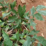 Buy Caryota urens, koonthal panai, கூந்தல் 
பனை, fish tail palm, toddy palm, mari - Live plant online 
shopping for sale