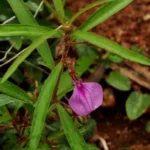 Buy Spade Flower, Hybanthus Enneaspermus, Orithazh Thamarai, 
Purusharathna, Onilatha Matai, Ratna Prusha, Rathnaprusha, 
ஓரிதழ்தாமரை, रत्नप्रुष - 
Live plant online shopping for sale