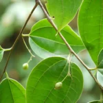 Buy Celtis philippensis plant live showing Wight's Hackberry foliage