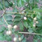 Buy Clausena dentata, aanapazham, kaadu karubevu, 
kattukaruveppilai, ஆனாப்பழம் - Live plant 
online shopping for sale