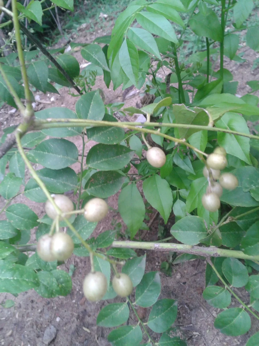 prep_329_featured.webp Buy Clausena dentata, aanapazham, kaadu karubevu,
kattukaruveppilai, ஆனாப்பழம் - Live plant
online shopping for sale - Image 1