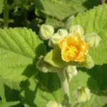 Buy Sida cordifolia, sitramutti, sithamutti, Ilima Flannel Weed, 
kurunthotti, சித்தாமுட்டி - Live plant 
online shopping for sale
