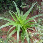 Buy River Crinum Lily, crinum viviparum, siru narivengayam, siru 
vishamoongil, விஷ மூங்கில், Jalankhuri, 
जालंखुरी - Live plant online shopping for sale