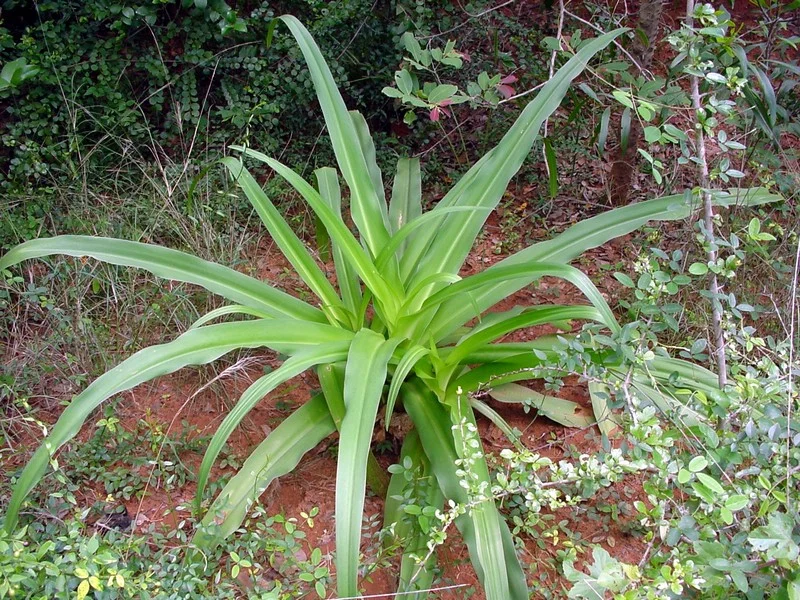prep_33_featured.webp Buy River Crinum Lily, crinum viviparum, siru narivengayam, siru
vishamoongil, விஷ மூங்கில், Jalankhuri,
जालंखुरी - Live plant online shopping for sale - Image 1