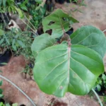Buy Coccoloba uvifera - Native, sea grape, kadal dhirakshai - 
Live plant online shopping for sale