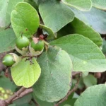 Buy Cordia monoica - Live Plant Online Shopping for Sale