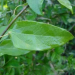 Buy Broom Creeper, cocculus hirsutus, sirukattukodifarid buti, 
சிறுகட்டுக்கொடி - Live plant online 
shopping for sale