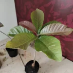 Buy Mahua, Mahua longifolia, Madhuca longifolia, kattu iluppai, 
ippa - live plant online shopping for sale