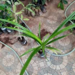 Buy Pandan, rambhai, ரம்பை, Pandanus Amarilifolius, 
rambai, biriyani ilai, பிரியாணி 
இலை,अम्बेमोहोर पति - online 
shopping for sale