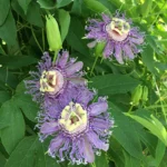 Buy Passion Flower, passiflora incarnata, krishnakamalam, 
jumkalata, கிருஷ்ணகமலம் - Live plant 
online shopping for sale
