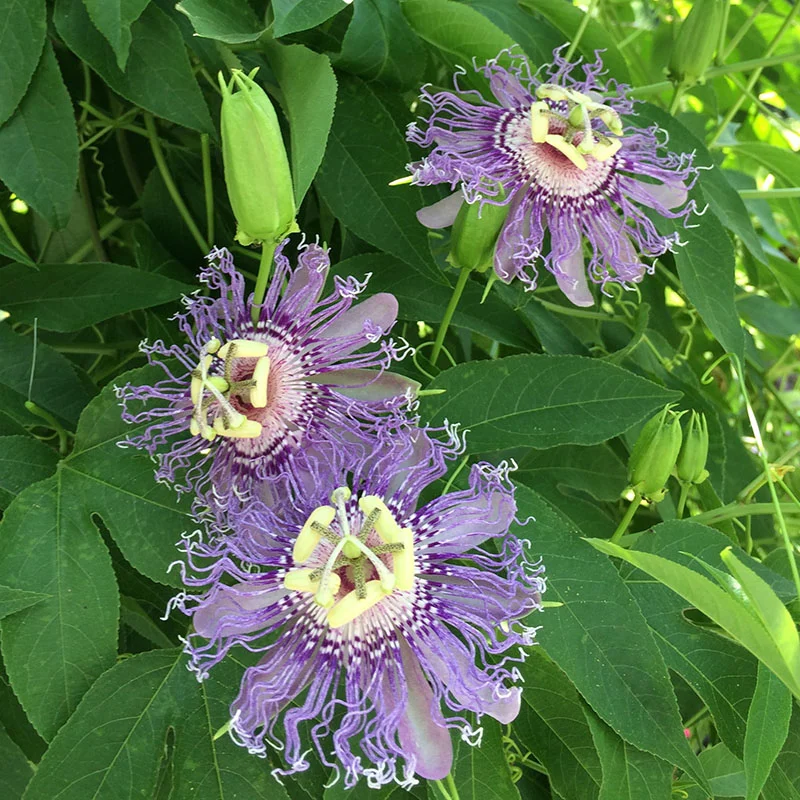 prep_39_featured.webp Buy Passion Flower, passiflora incarnata, krishnakamalam,
jumkalata, கிருஷ்ணகமலம் - Live plant
online shopping for sale - Image 1