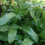 Buy Eryngium foetidum, Long Coriander, kaattu kothamalli, 
காட்டு கொத்தமல்லி - Live plant 
online shopping for sale