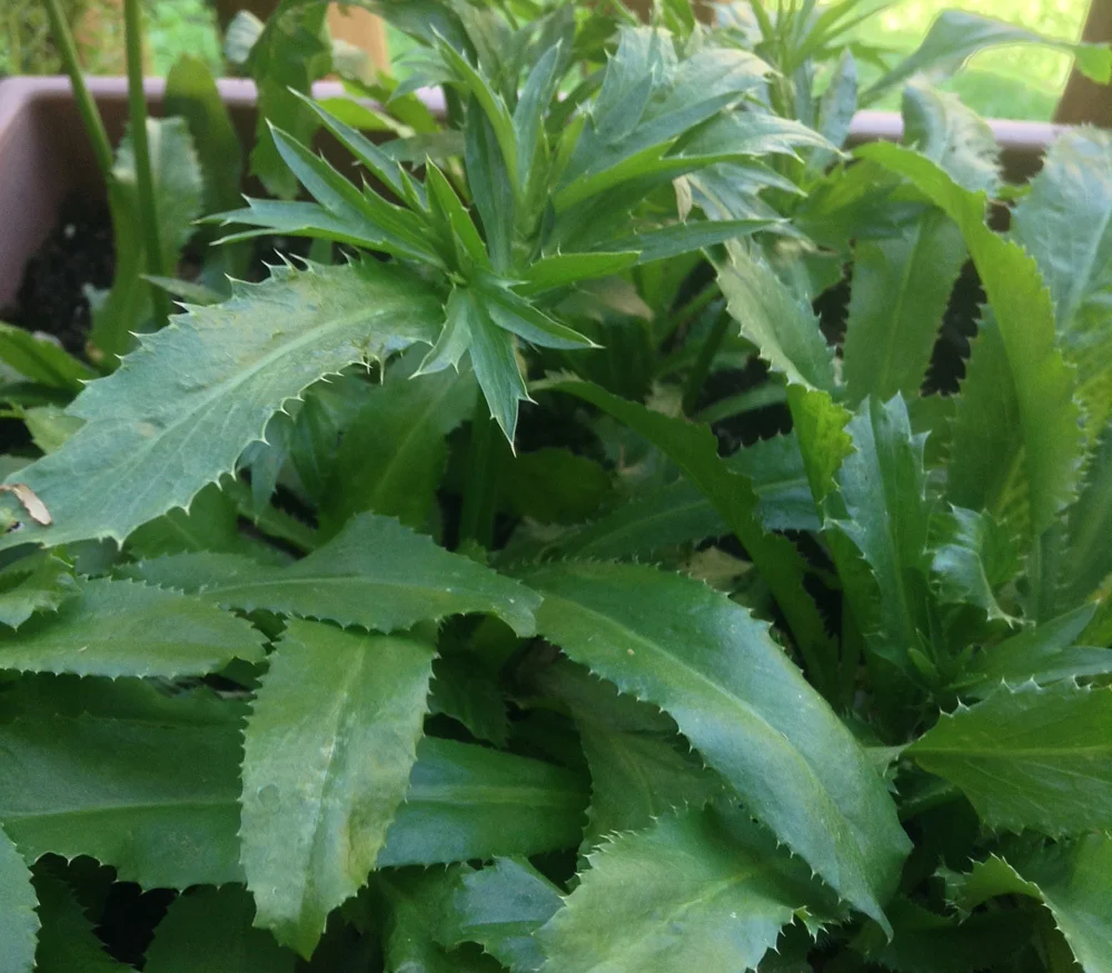 prep_3_featured.webp Buy Eryngium foetidum, Long Coriander, kaattu kothamalli,
காட்டு கொத்தமல்லி - Live plant
online shopping for sale - Image 1