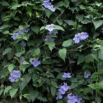 Buy Thunbergia grandiflora, Thunbergia - Blue, Neela 
indhrapushpam, Bengal clock vine, नील लता, Neel latha 
- Live plant online shopping for sale