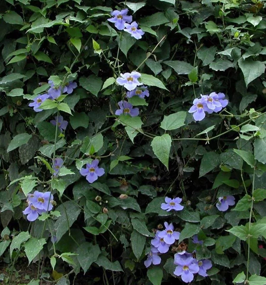 prep_408_featured.webp Buy Thunbergia grandiflora, Thunbergia - Blue, Neela
indhrapushpam, Bengal clock vine, नील लता, Neel latha
- Live plant online shopping for sale - Image 1
