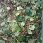 Buy Begonia Floccifera, Kalthamarai, கல்தாமரை - 
1kg fresh leaf - Live Plant Online Shopping for Sale