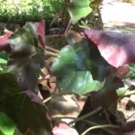 Buy Sivappu Kalthamarai, சிவப்பு 
கல்தாமரை - 1kg fresh leaf - Live Plant Online 
Shopping for Sale