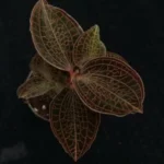 Buy Anoectochilus roxburghii, Jewel orchid, Nagathali, 
நாகதாளி - Red - live plant online shopping for sale