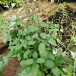 Buy Stachytarpheta jamaicensis, ezhuthani poondu, brazilian tea, 
Kariyar tarani, Ceema nayurur, seemai nayuruvi - Live plant 
online shopping for sale