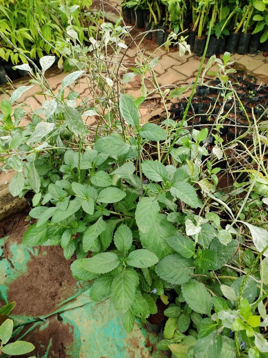 prep_414_featured.webp Buy Stachytarpheta jamaicensis, ezhuthani poondu, brazilian tea,
Kariyar tarani, Ceema nayurur, seemai nayuruvi - Live plant
online shopping for sale - Image 1