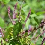 Buy Achyranthes aspera red, sennayuruvi, 
செந்நாயுருவி, lal apamarga, vankadaladi 
Red - Live plant online shopping for sale