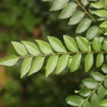 Buy Curry Leaves, Kadi Patta, Murraya koenigii, Meetha Neem, 
Meetha Neem - Live plant online shopping for sale