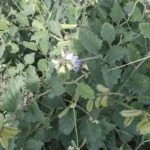 Buy Crotalaria verrucosa white flower, vellai kilukiluppai, white 
flower rattle pod, வெள்ளை 
கிளுகிளுப்பை - Live plant online shopping 
for sale