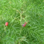 Buy Satawari, Water Root, Asparagus Racemosus, Thanneervittan 
Kizhangu, halavu makkala taayi beru, Pilla Pitsara, sathavari, 
தண்ணீர்விட்டான் 
கிழங்கு, स्थावरी - Live plant online 
shopping for sale