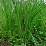 Buy Khas Khas Grass, vetiveria zizanioides, Chrysopogon 
Zizanioides, vetiver, Lavancha, Ramaccham, Kuruverru, vettiveelu, 
வெட்டிவேர், खास खास - Live plant 
online shopping for sale