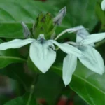 Buy Arni, clerodendrum phlomidis, thazhu thazhai, munja, 
मुंजा, தழுதாழை - Live plant online 
shopping for sale
