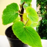 Buy Begonia Wild, kattu Sangunarayana sanjeevi, 
காட்டு சங்குநாராயன 
சஞ்சீவி - Live plant online shopping for sale