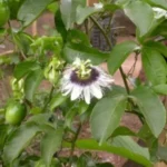 Buy Holostemma Ada-Kodien, Adamothiyan, Adakkodien, Adakotti, 
Adapathiyan, Padalakizhangu, Thinnampala, Holostemma - Live Plant 
Online Shopping for Sale