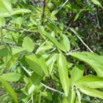 Buy Yerazhinjil, ஏறழிஞ்சில், Sage Leaved 
Alangium, ankol, alangium salvifolium, alangium hexapetalum, 
अंकोल - Live plant online shopping for sale
