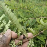 Buy Yeru singi, Yerusingi, erusingi, ஏறுசிங்கி, 
Zanthoxylum armatum - live plant online shopping for sale