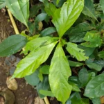 Buy sorkili, chionanthus zeylanicus - live plant online shopping 
for sale