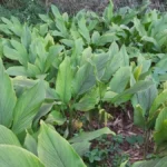 Buy Lakadong turmeric plant, high curumin plant, curcuma longa 
var, लकडॉन्ग हल्दी - Live plant online 
shopping for sale