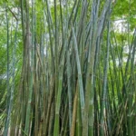 Buy Bambusa Tulda, bamboo, moongil - Live plant online shopping 
for sale