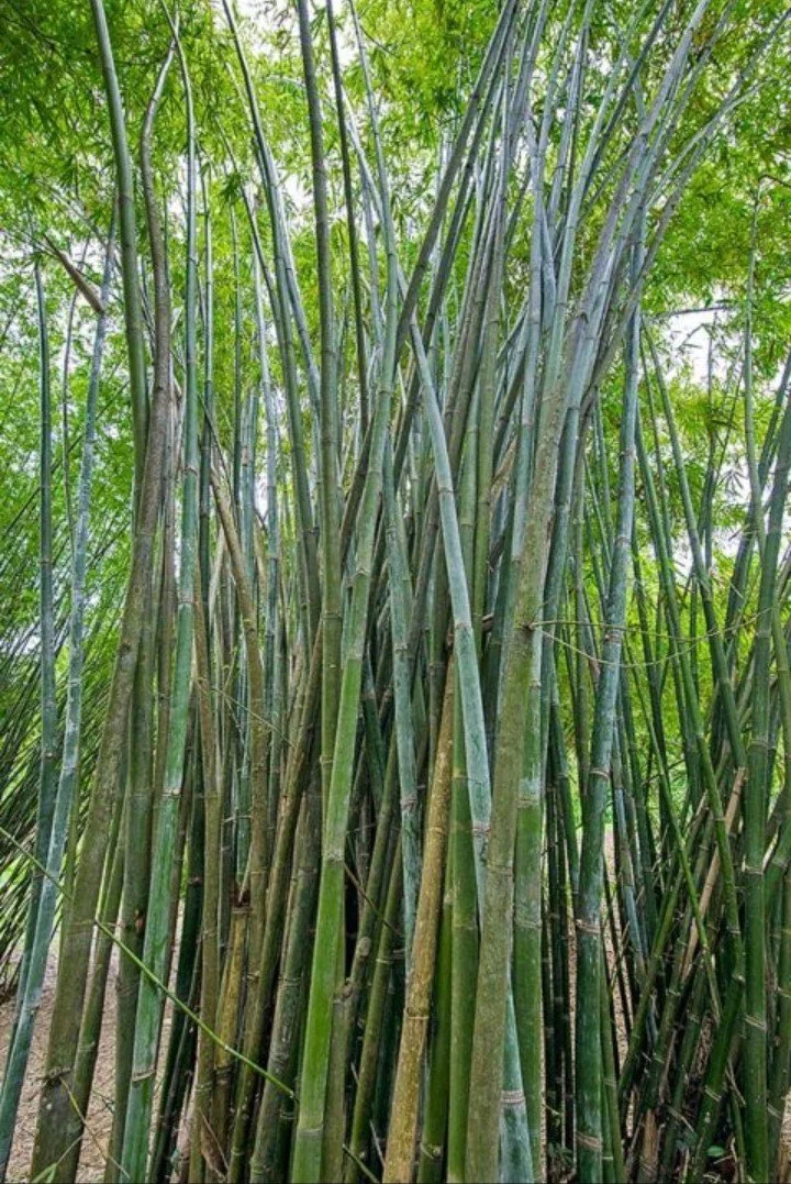 prep_487_featured.webp Buy Bambusa Tulda, bamboo, moongil - Live plant online shopping
for sale - Image 1