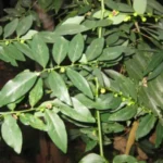 Buy Multi vitamin plant, Sauropus androgynus, Thavasi Murungai, 
தவசிமுருங்கை, Chakraani, charamuni, 
Madhuracheera - Live plant online shopping for sale