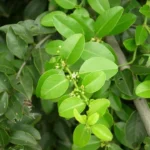 Buy cat thorn, பின்தொடரி, pinthodari, pintodari 
- Herbal Live plant online shopping for sale