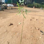 Buy Bambusa vulgaris, vellai moongil, வெள்ளை 
மூங்கில், white bamboo - herbal live plant online 
shopping for sale
