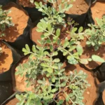 Buy rare 7 leaf vilvam plant, 7 leaf bilpatre, 7 leaf bael plant, 
7 leaf बेल, Bel - Herbal live plant online shopping for 
sale