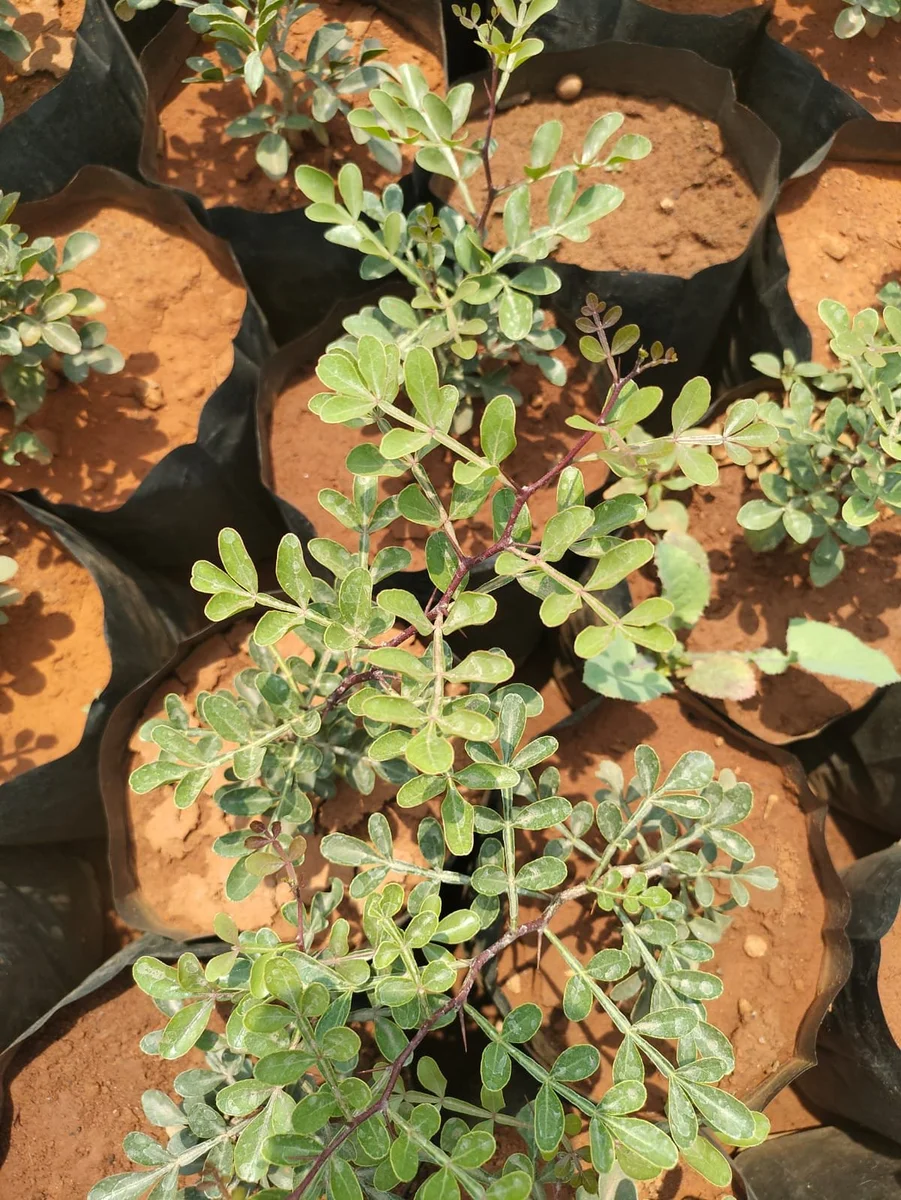 prep_493_featured.webp Buy rare 7 leaf vilvam plant, 7 leaf bilpatre, 7 leaf bael plant,
7 leaf बेल, Bel - Herbal live plant online shopping for
sale - Image 1