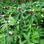 Buy Crepe Ginger, Costus Speciosus, Koshtam, Nari Kabbu, 
cannakuva, kasmiramu, Kushtha - Live Plant Online Shopping for 
Sale